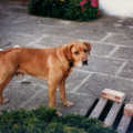 Hamish's dog Geordie outside their house in New Milton