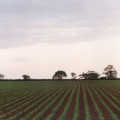 Regimented planting: field near at Red House, Aylsham