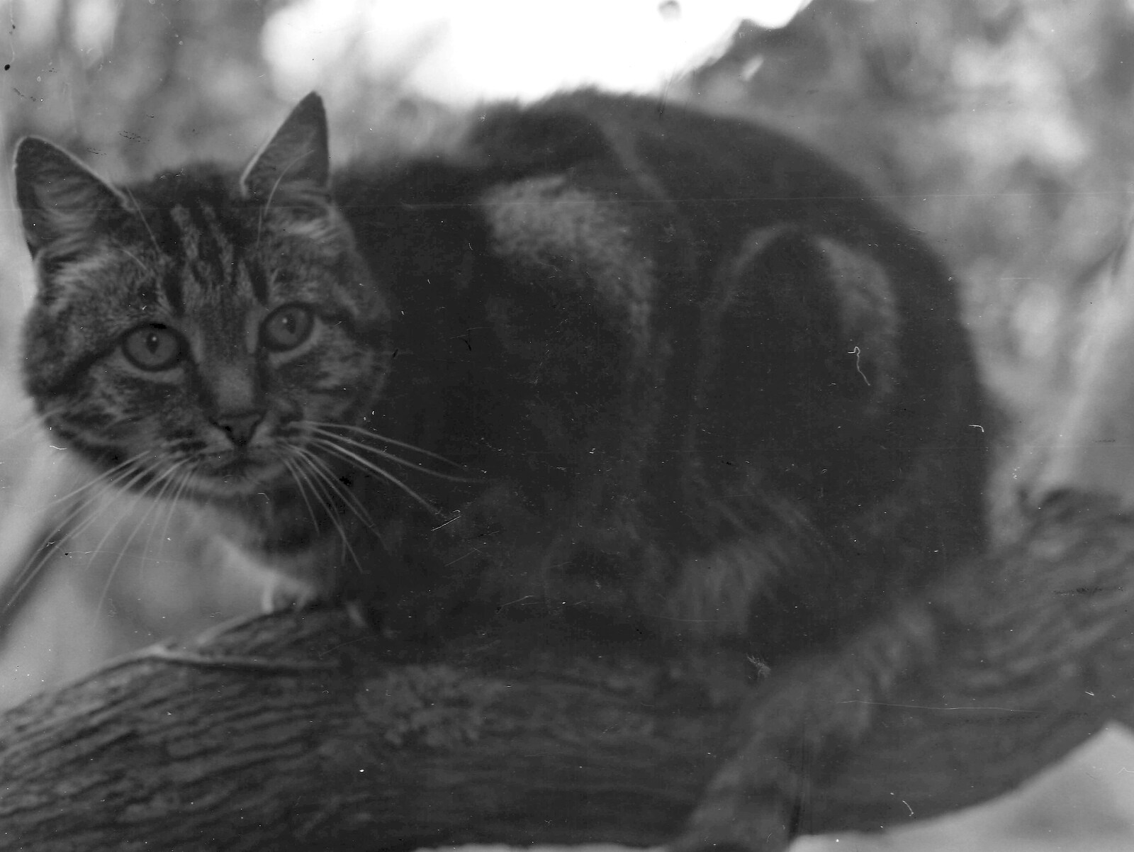 Florence the moog up a tree from Life in Ford Cottage and Barton on Sea, Hampshire - 2nd April 1985