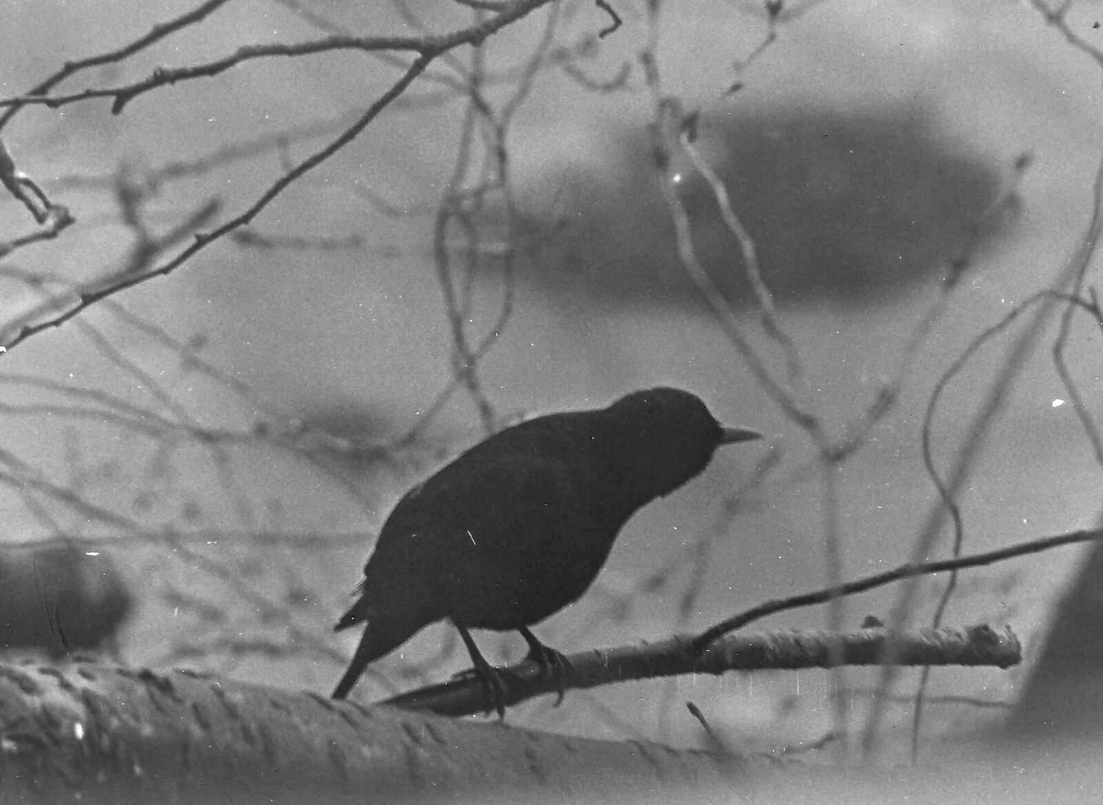 A blackbird on a twig from Life in Ford Cottage and Barton on Sea, Hampshire - 2nd April 1985