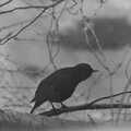 A blackbird on a twig, Life in Ford Cottage and Barton on Sea, Hampshire - 2nd April 1985