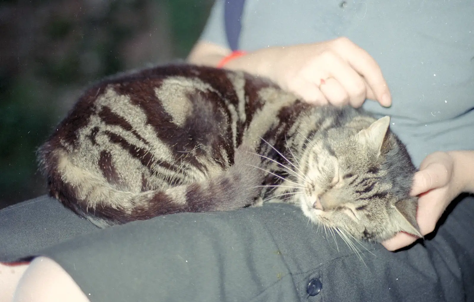 Biddles the Moog gets a scratch, from Nosher's 18th Birthday, Barton on Sea, Hampshire - 26th May 1985