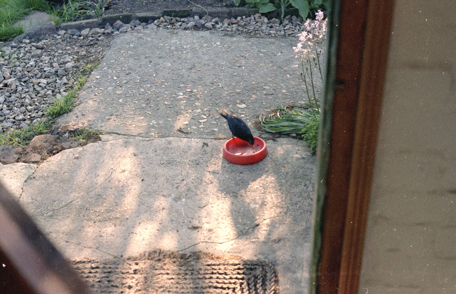 A blackbird steals mog-nosh from Florence's bowl from Brockenhurst College Exams and Miscellany, Barton on Sea, Hampshire - 10th June 1985