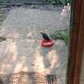 1985 A blackbird steals some mog-nosh scraps from Florence's bowl