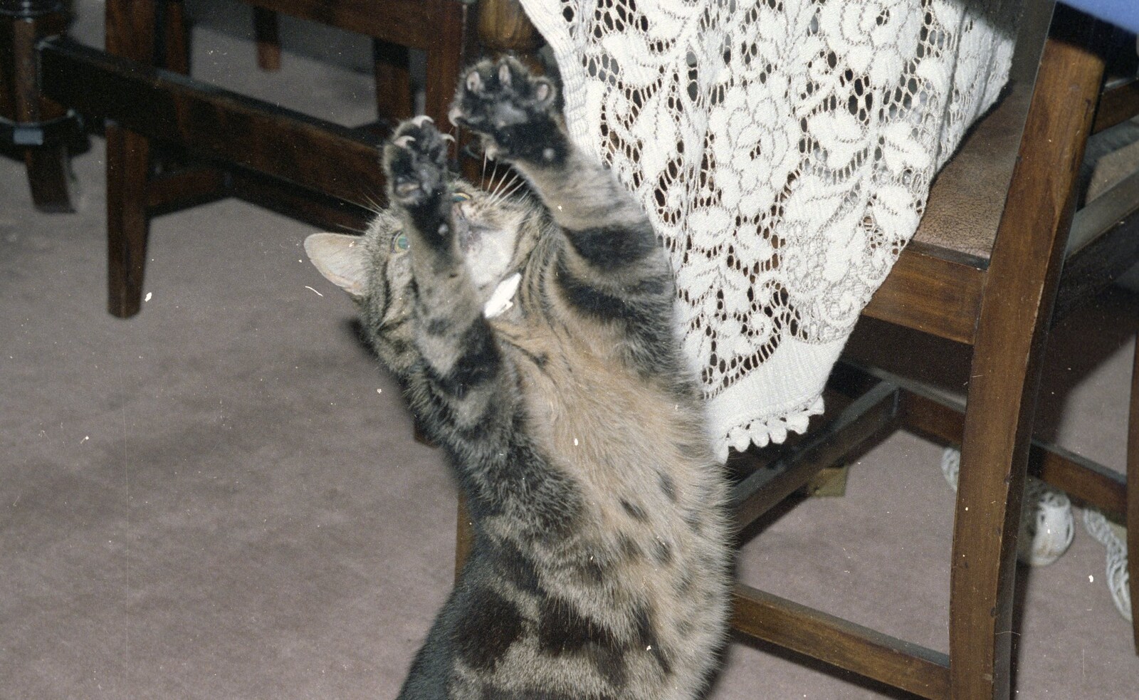 Florence has her claws out from Brockenhurst College Exams and Miscellany, Barton on Sea, Hampshire - 10th June 1985