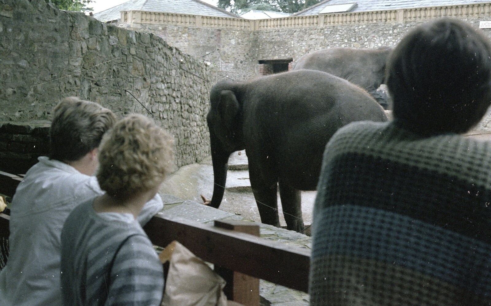 Carol, Anna and Phil look at elephants from Brockenhurst College Exams and Miscellany, Barton on Sea, Hampshire - 10th June 1985