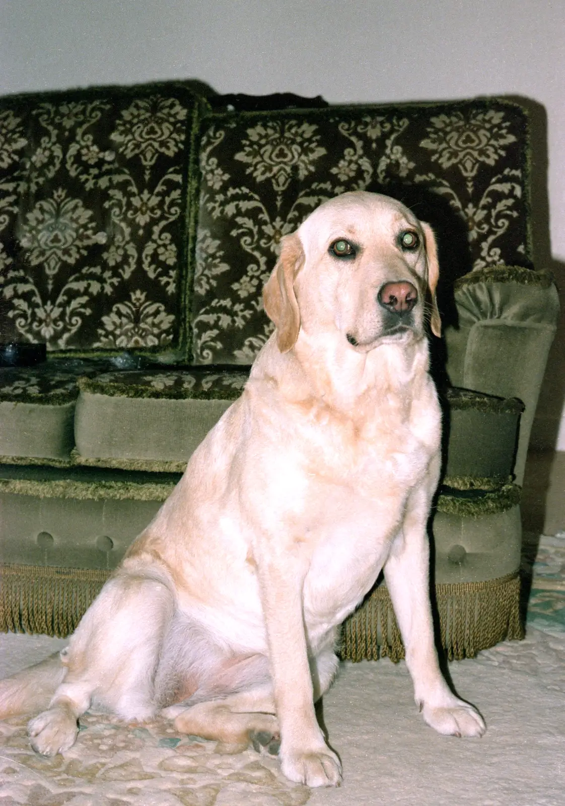 The Old Man's dog, Brandy, from Nosher Goes Windsurfing, Macclesfield, Cheshire - 12th July 1985