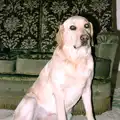 The Old Man's dog, Brandy, Nosher Goes Windsurfing, Macclesfield, Cheshire - 12th July 1985
