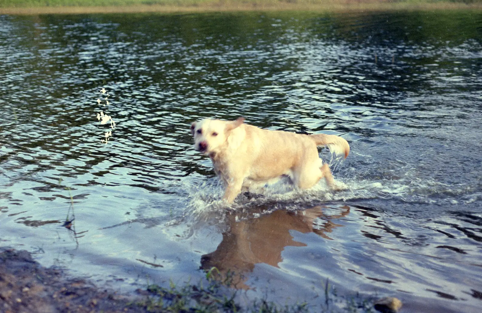 Brandy runs out of a resevoir, from Nosher Goes Windsurfing, Macclesfield, Cheshire - 12th July 1985