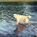 Brandy runs out of a resevoir, Nosher Goes Windsurfing, Macclesfield, Cheshire - 12th July 1985