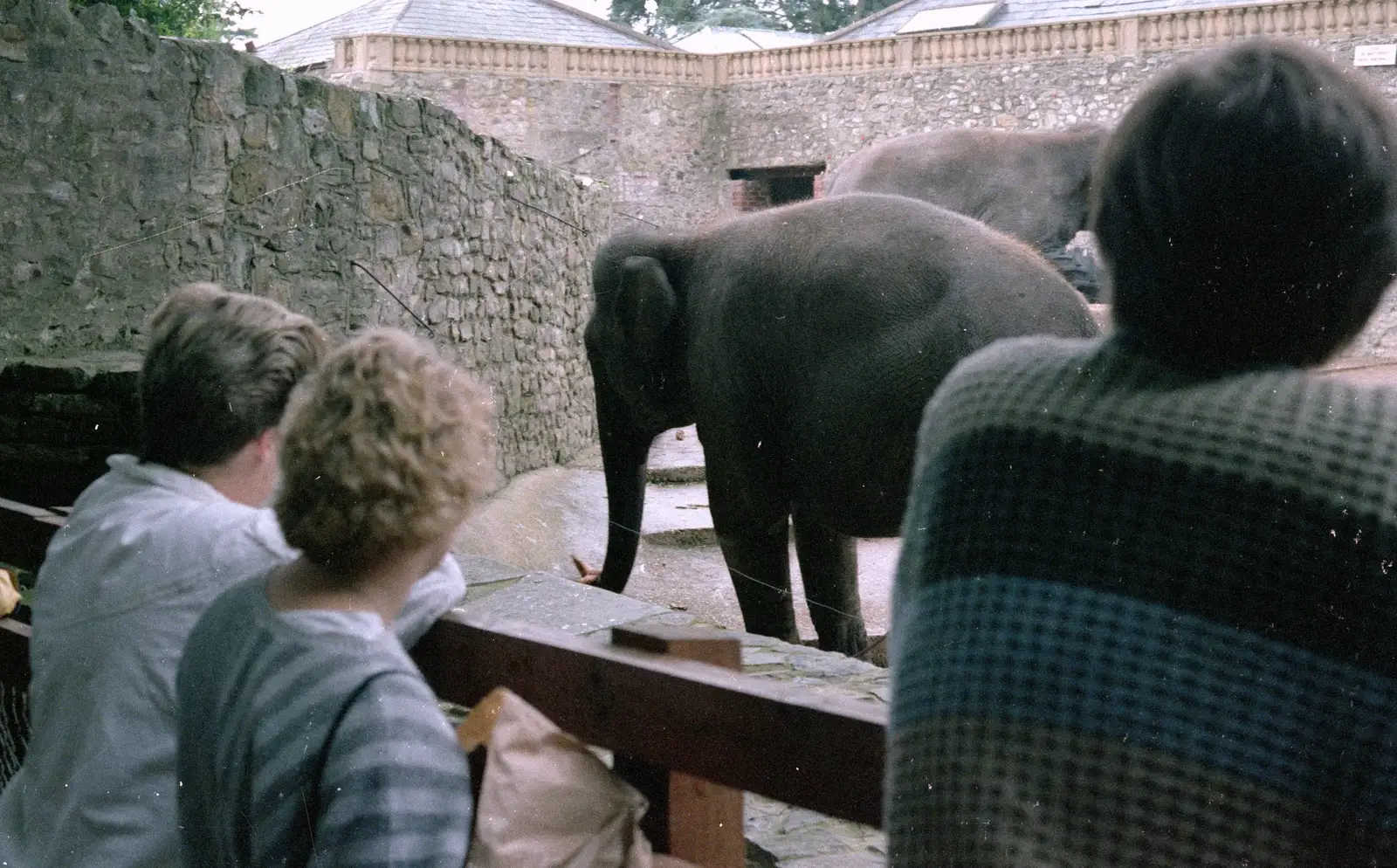 We look at the elephants for a bit, from Phil's Birthday and Newlands Camping, Charmouth and Hordle, Dorset and Hampshire - 7th August 1985
