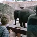 We look at the elephants for a bit, Phil's Birthday and Newlands Camping, Charmouth and Hordle, Dorset and Hampshire - 7th August 1985