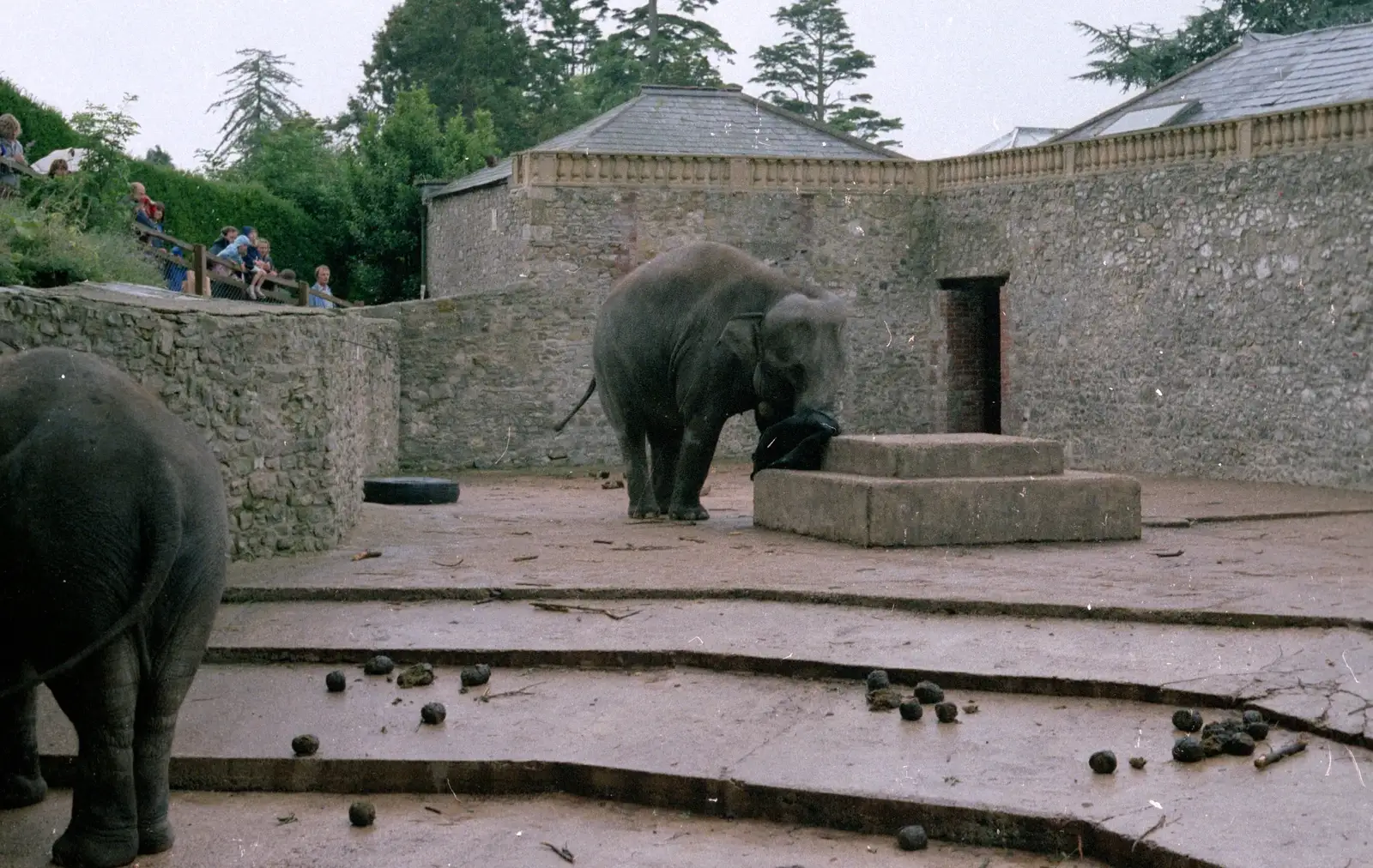 Elephants at Cricket St. Thomas, from Phil's Birthday and Newlands Camping, Charmouth and Hordle, Dorset and Hampshire - 7th August 1985