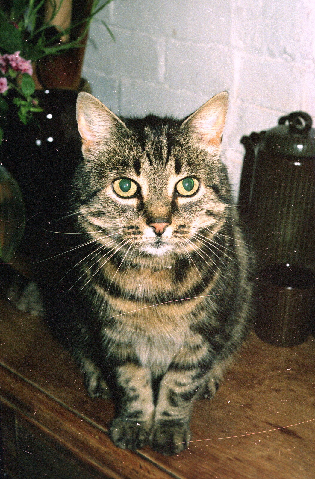 Florence the cat from A CB Radio Party, Stem Lane, New Milton, Hampshire - 20th August 1985