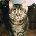 Florence the cat, A CB Radio Party, Stem Lane, New Milton, Hampshire - 20th August 1985
