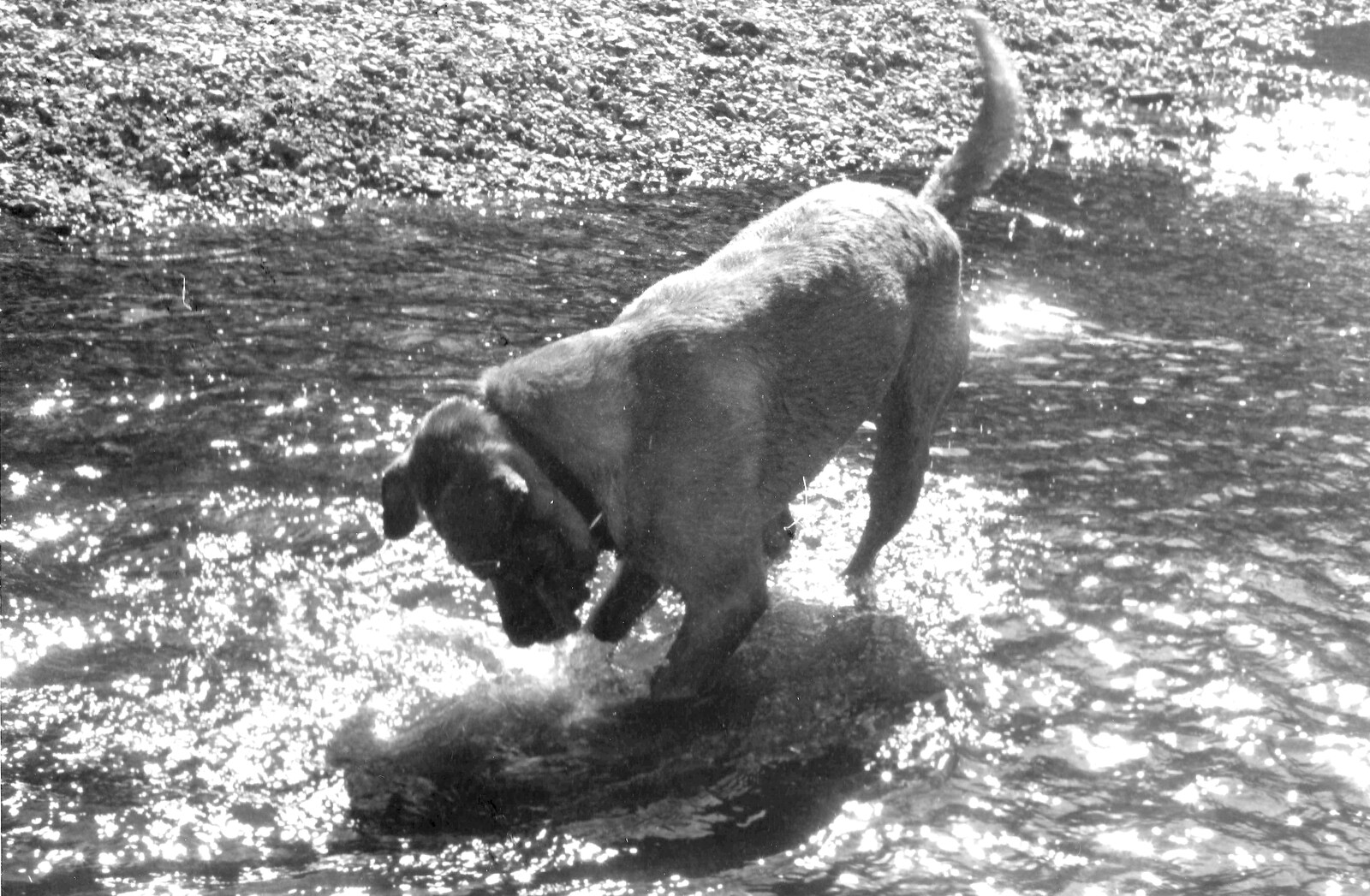 Geordie plays around in the river from The New Forest Marathon and Other Randomness, New Milton, Hampshire - 15th September 1985