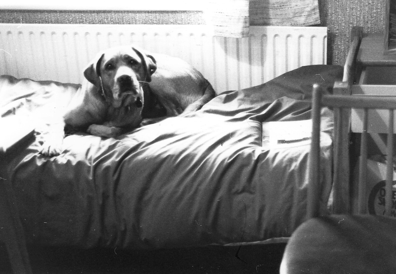 Geordie on Hamish's bed from The New Forest Marathon and Other Randomness, New Milton, Hampshire - 15th September 1985