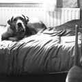 Geordie on Hamish's bed, The New Forest Marathon and Other Randomness, New Milton, Hampshire - 15th September 1985