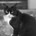 Brian the Jet Ranger's cat, The New Forest Marathon and Other Randomness, New Milton, Hampshire - 15th September 1985