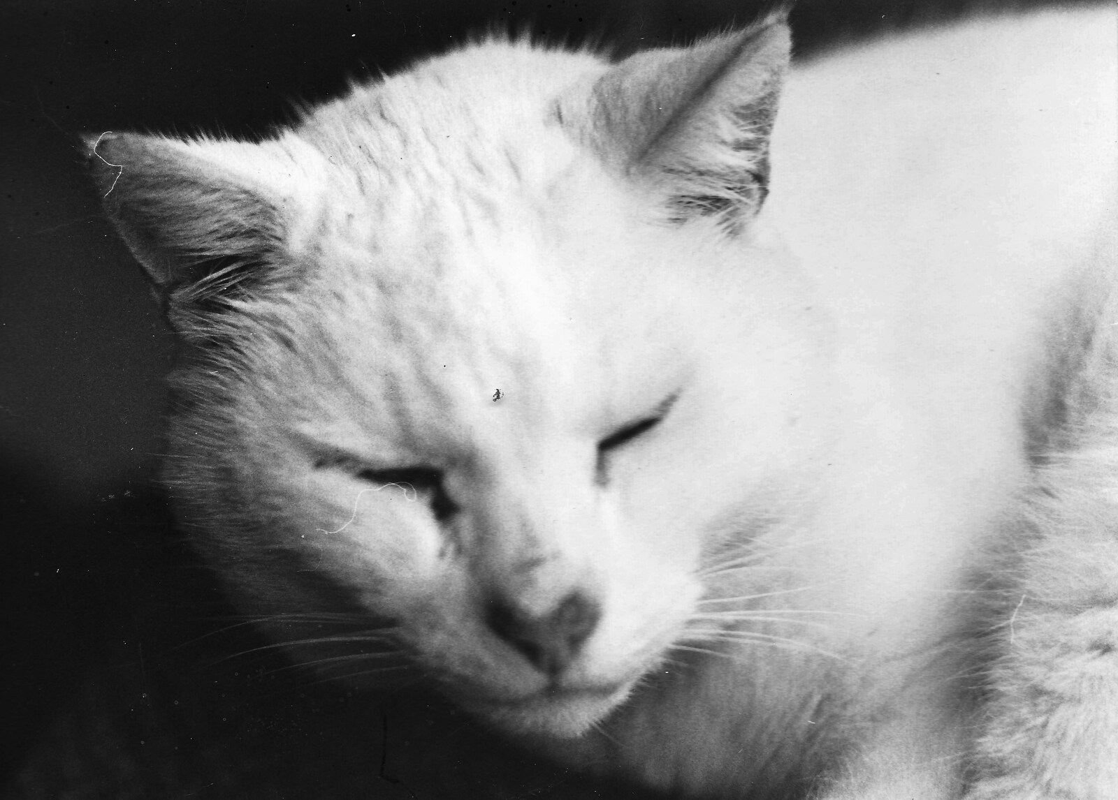 Hamish's cat from The New Forest Marathon and Other Randomness, New Milton, Hampshire - 15th September 1985