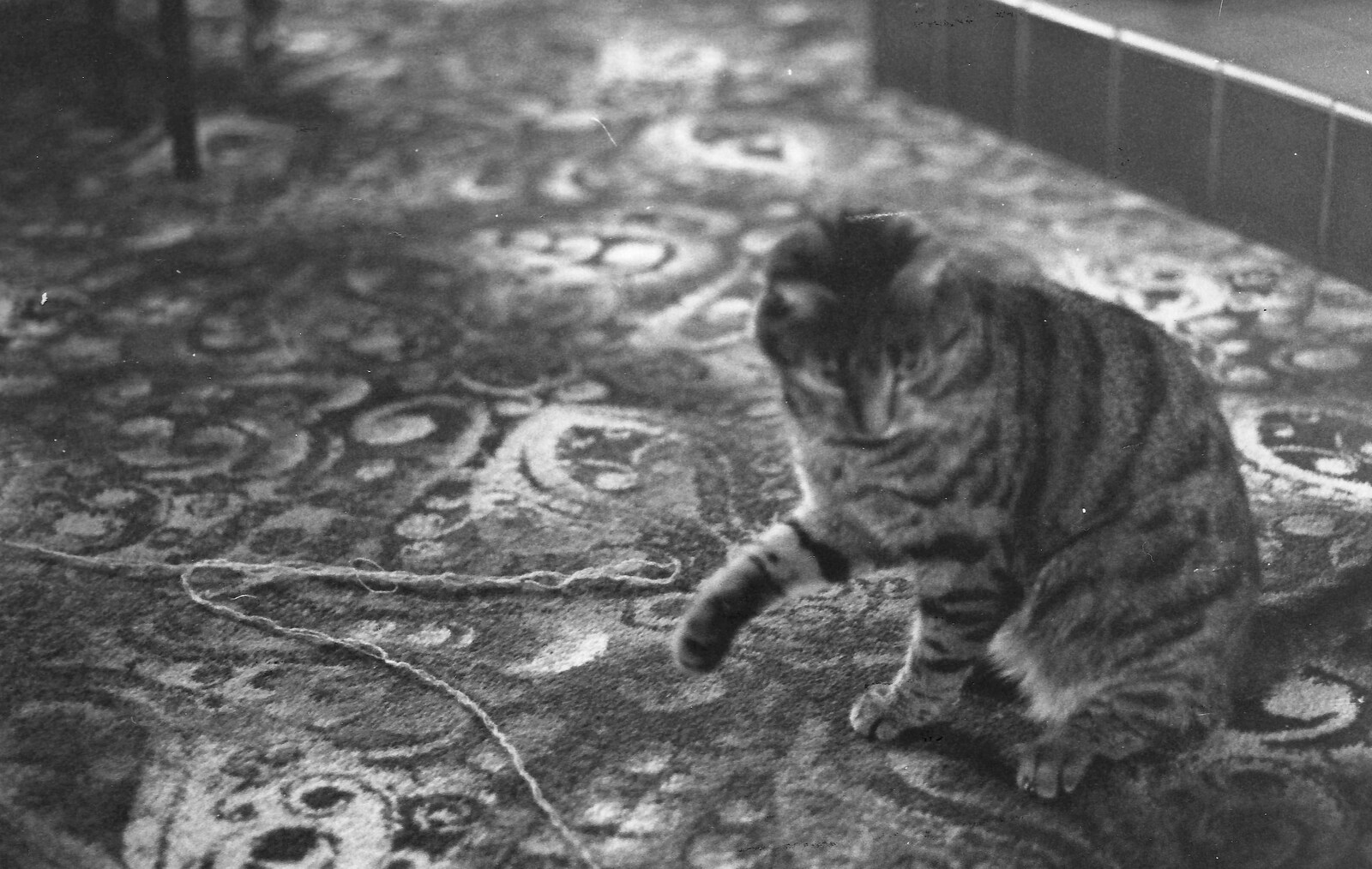 A mystery cat with string from The New Forest Marathon and Other Randomness, New Milton, Hampshire - 15th September 1985