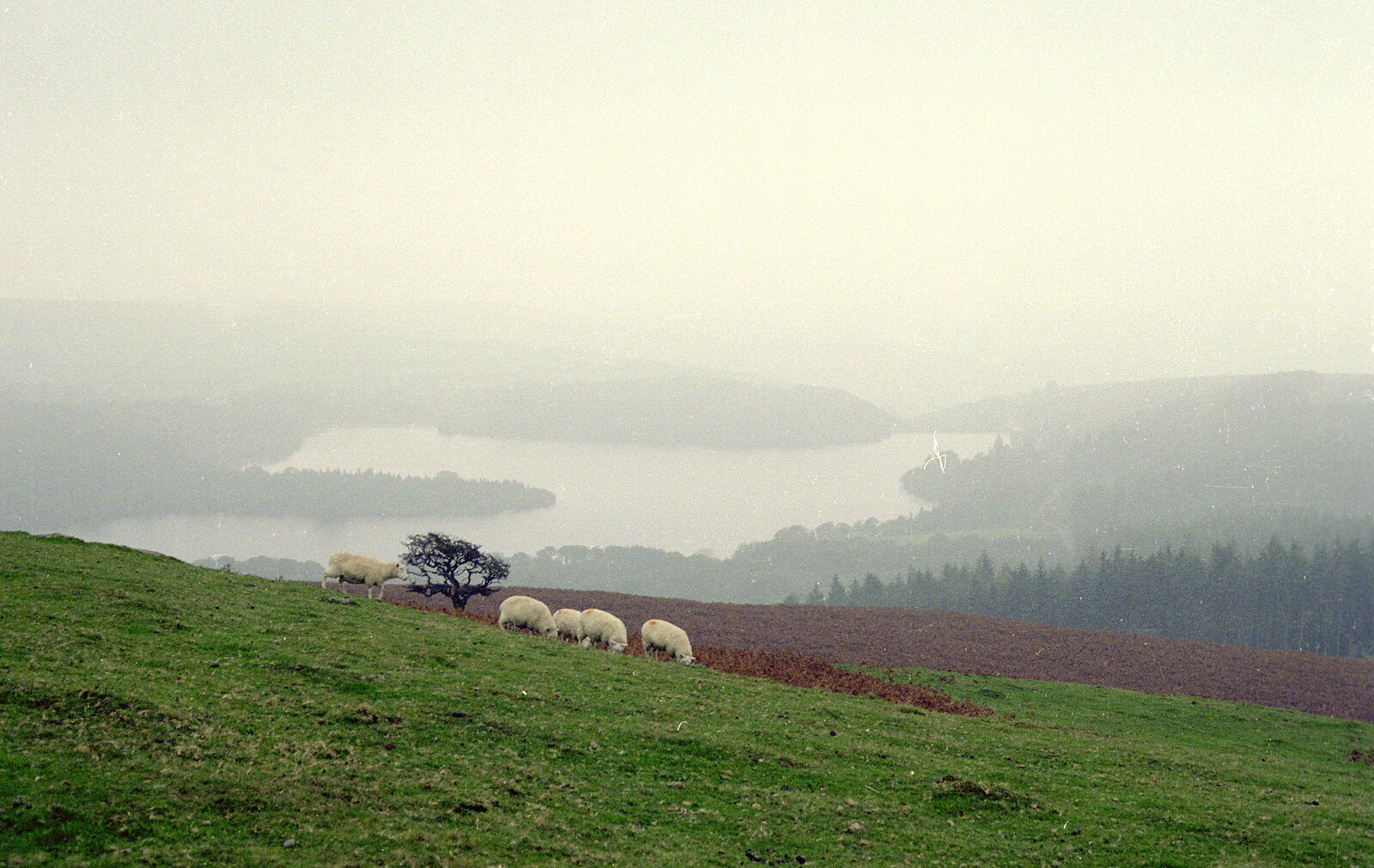 Dartmoor sheep from Uni: First Weeks At Polytechnic, Umbrellas and a Visit From Liz, Plymouth - 26th September 1985