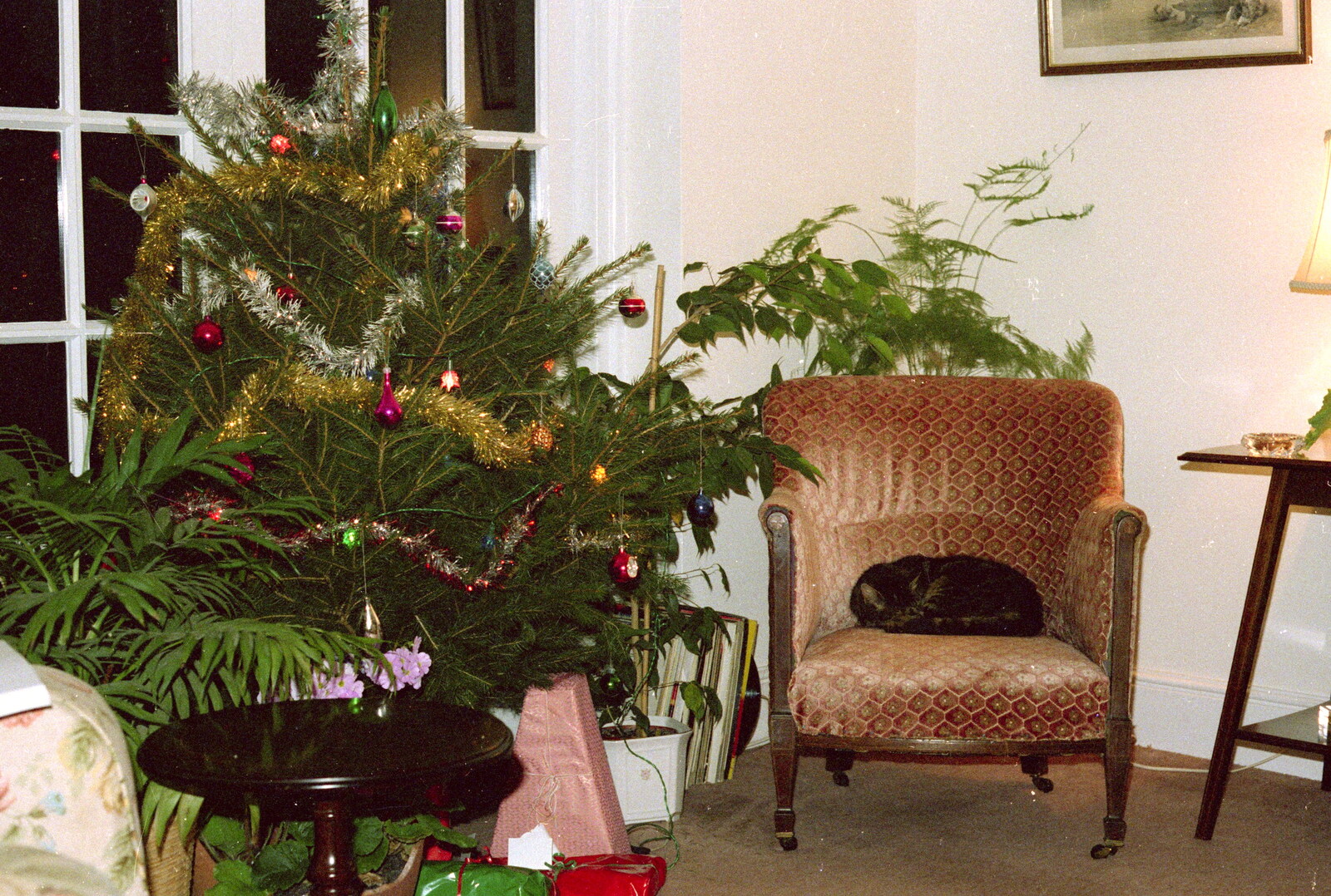 A Christmas tree and a curled-up cat from Brockenhurst College Presentation and Christmas, Hampshire - 19th December 1985