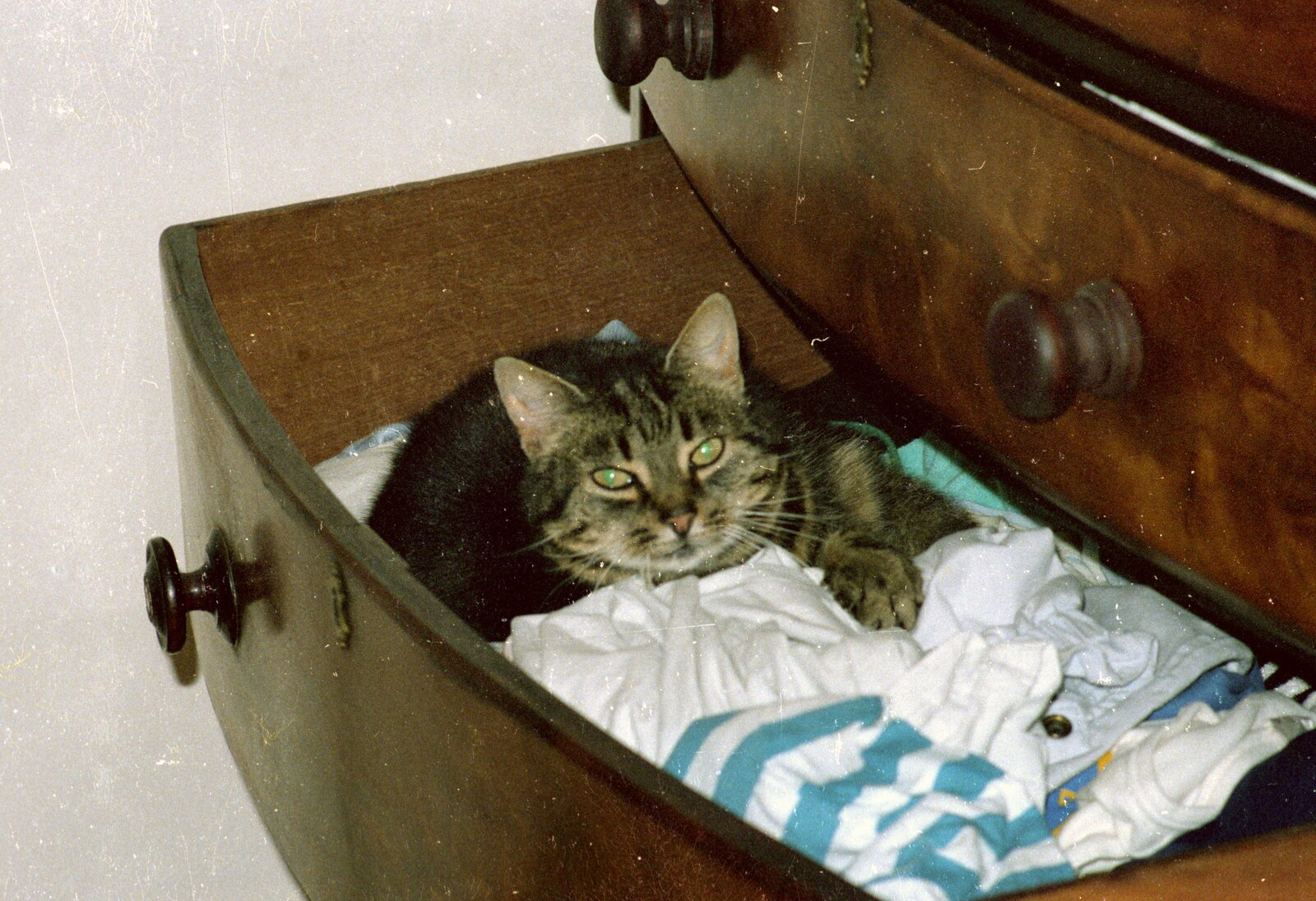 Florence nests in a drawer from Brockenhurst College Presentation and Christmas, Hampshire - 19th December 1985