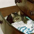 Florence nests in a drawer, Brockenhurst College Presentation and Christmas, Hampshire - 19th December 1985