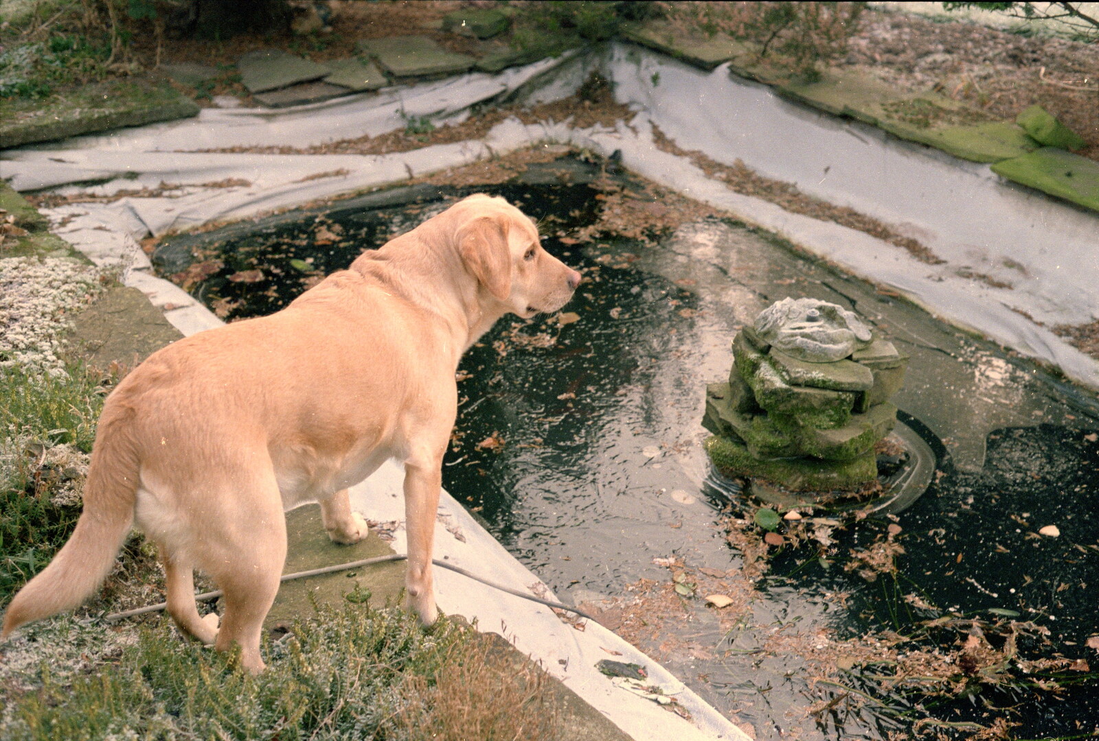 Brandy looks at the fish pond from Christmas in Macclesfield and Wetherby, Cheshire  and Yorkshire - 25th December 1985