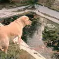 Brandy looks at the fish pond, Christmas in Macclesfield and Wetherby, Cheshire  and Yorkshire - 25th December 1985