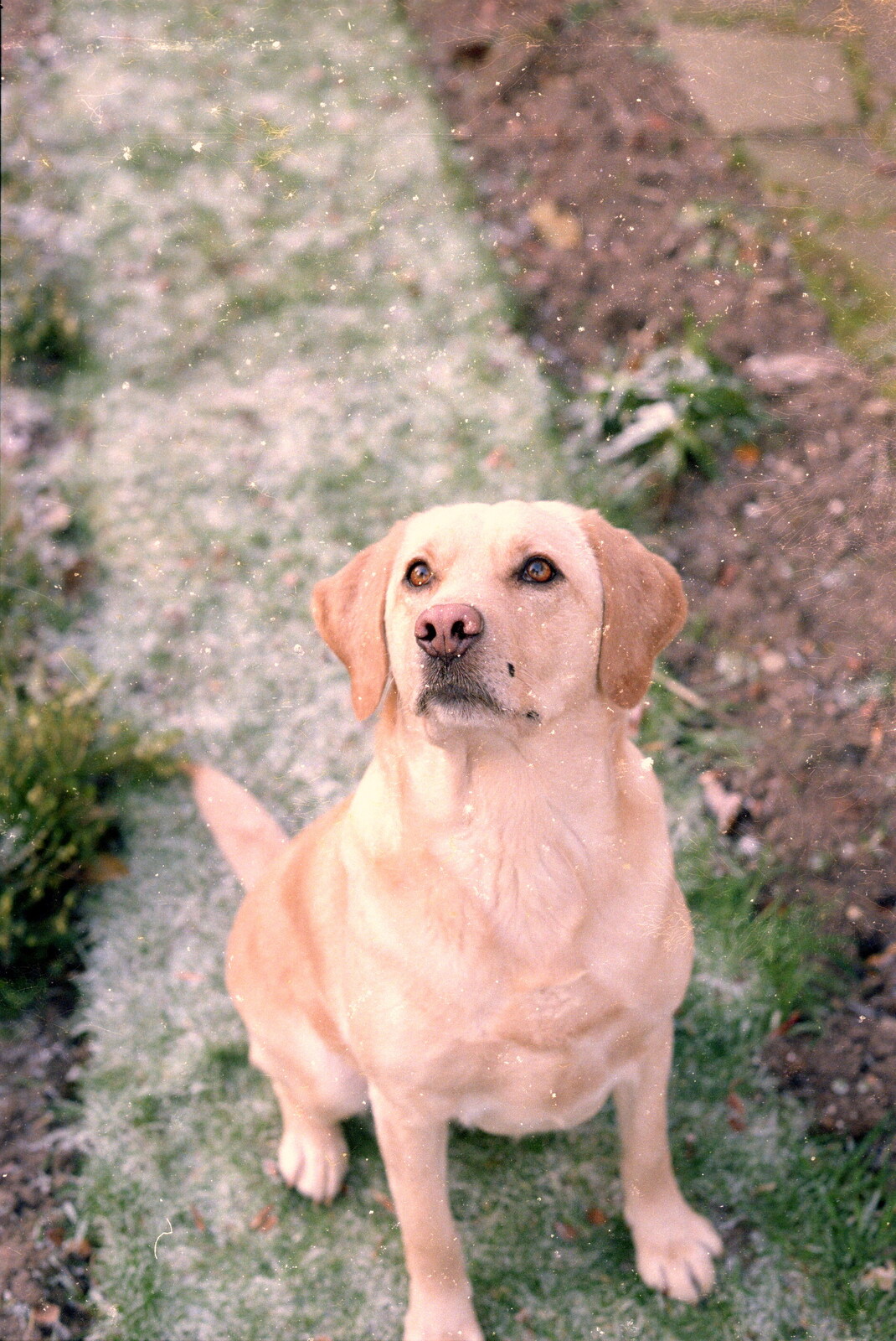 Brandy sits on the frosty lawn and looks up from Christmas in Macclesfield and Wetherby, Cheshire  and Yorkshire - 25th December 1985