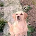 Brandy sits on the frosty lawn and looks up, Christmas in Macclesfield and Wetherby, Cheshire  and Yorkshire - 25th December 1985