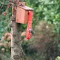 A Blue Tit pecks at peanuts, Christmas in Macclesfield and Wetherby, Cheshire  and Yorkshire - 25th December 1985