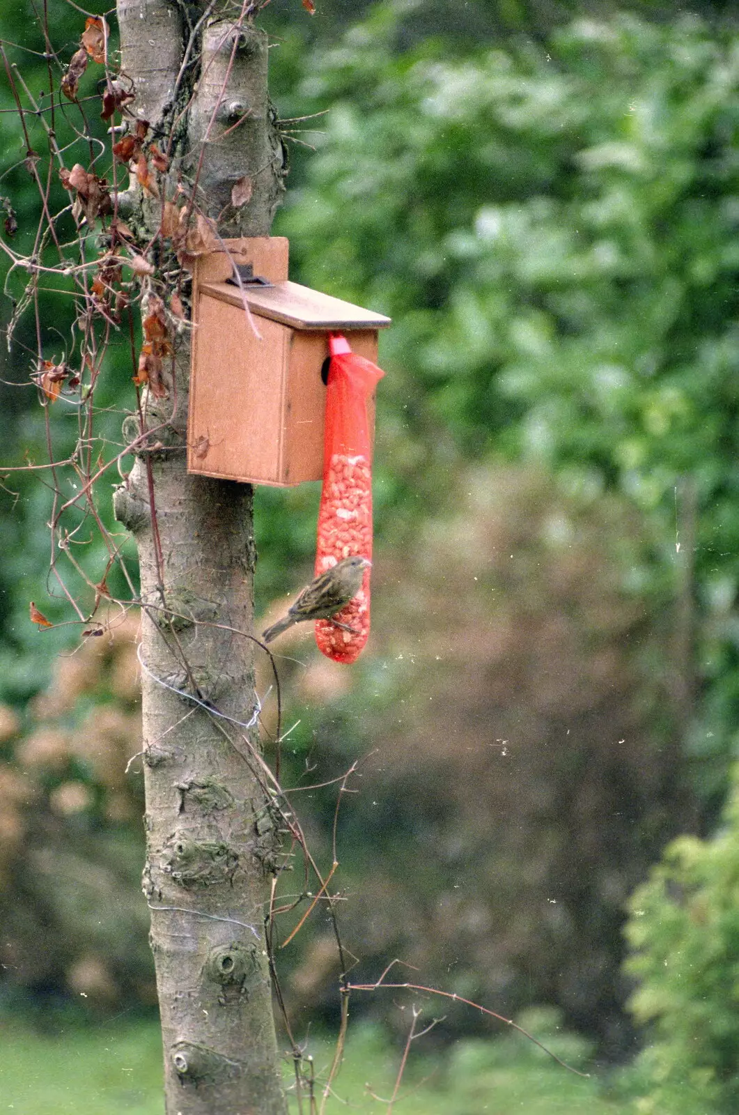 A sparrow on the bird feeder, from Christmas in Macclesfield and Wetherby, Cheshire  and Yorkshire - 25th December 1985