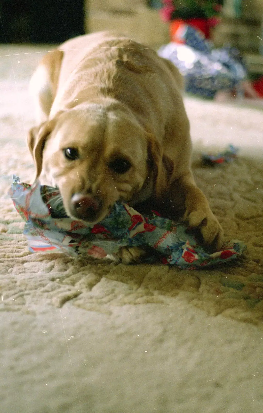 Brandy opens her Christmas present, from Christmas in Macclesfield and Wetherby, Cheshire  and Yorkshire - 25th December 1985