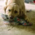 Brandy opens her Christmas present, Christmas in Macclesfield and Wetherby, Cheshire  and Yorkshire - 25th December 1985