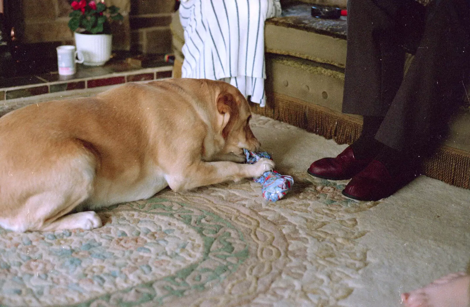 Brandy chews on her present (a dog chew), from Christmas in Macclesfield and Wetherby, Cheshire  and Yorkshire - 25th December 1985