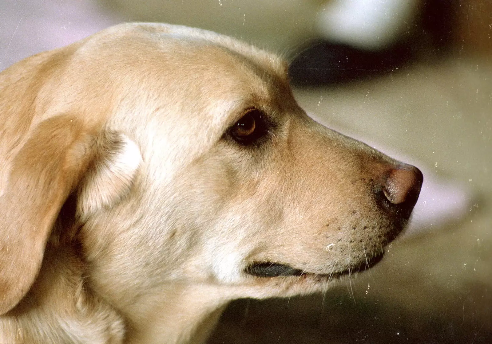 Brandy the dog, from Christmas in Macclesfield and Wetherby, Cheshire  and Yorkshire - 25th December 1985