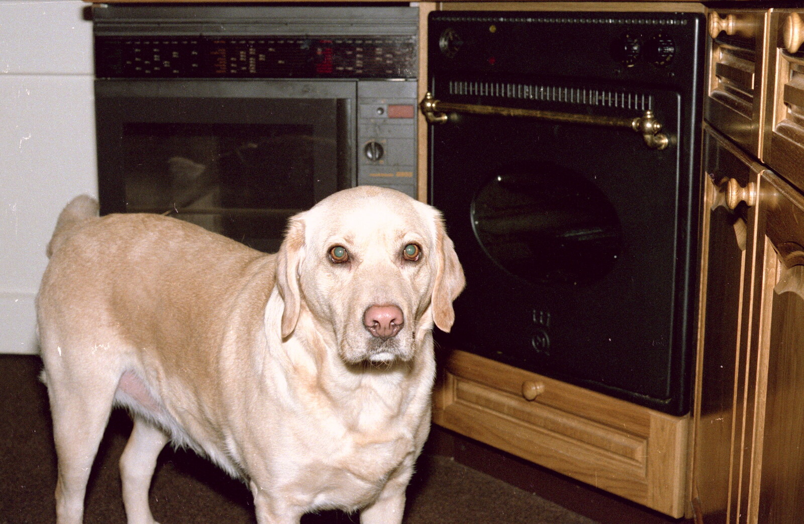 Brandy lurks in the kitchen from Christmas in Macclesfield and Wetherby, Cheshire  and Yorkshire - 25th December 1985
