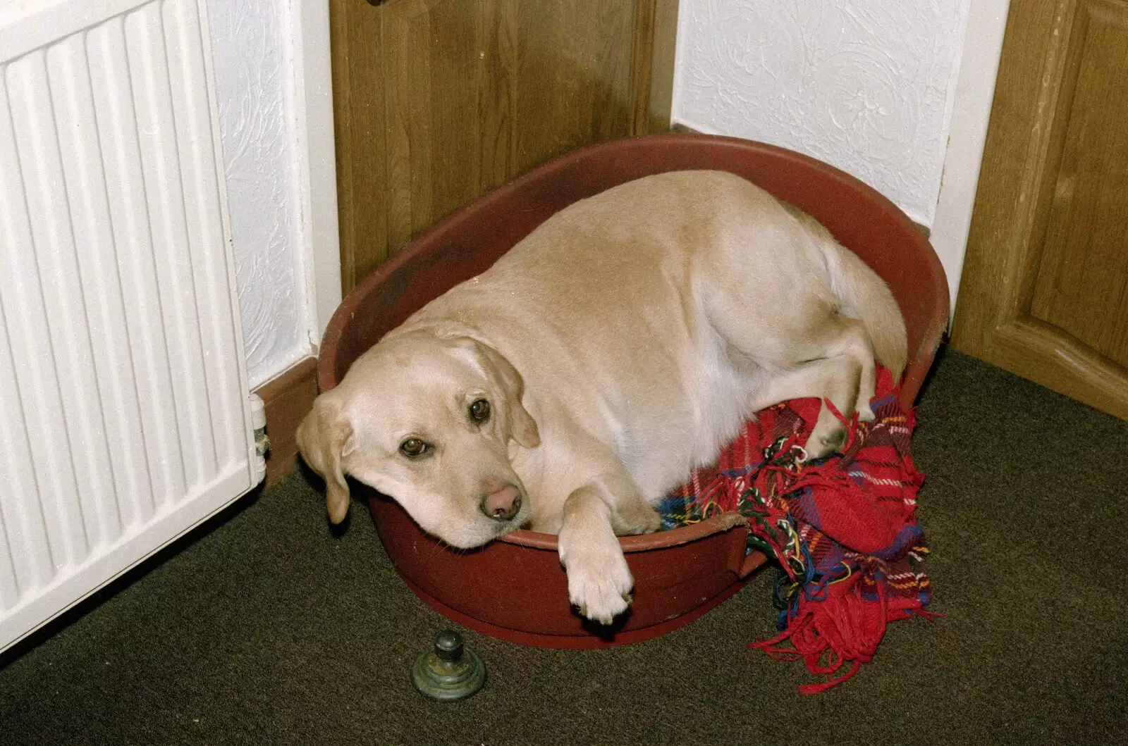 Brandy in her basket, from Christmas in Macclesfield and Wetherby, Cheshire  and Yorkshire - 25th December 1985