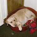 Brandy in her basket, Christmas in Macclesfield and Wetherby, Cheshire  and Yorkshire - 25th December 1985