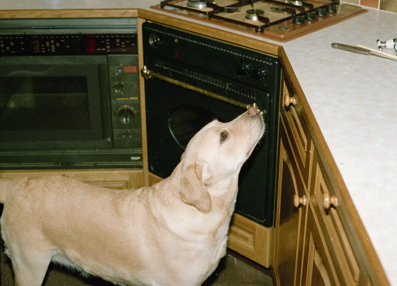 Brandy scopes around of unattended food, from Christmas in Macclesfield and Wetherby, Cheshire  and Yorkshire - 25th December 1985