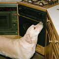 Brandy scopes around of unattended food, Christmas in Macclesfield and Wetherby, Cheshire  and Yorkshire - 25th December 1985