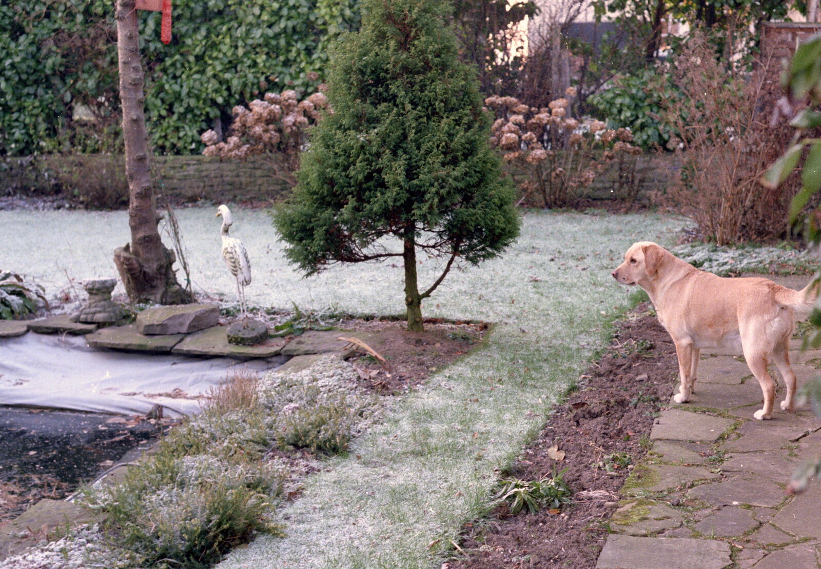 Brandy in the garden at Ryles Park Avenue from Christmas in Macclesfield and Wetherby, Cheshire  and Yorkshire - 25th December 1985