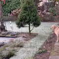 Brandy in the garden at Ryles Park Avenue, Christmas in Macclesfield and Wetherby, Cheshire  and Yorkshire - 25th December 1985