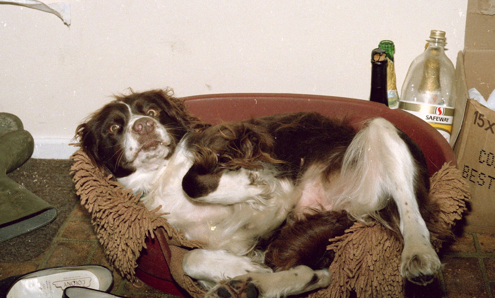 Sally, the crazy spaniel from New Year's Eve at Anna's, Walkford, Dorset - 31st December 1985