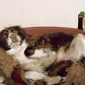 Sally, the crazy spaniel, New Year's Eve at Anna's, Walkford, Dorset - 31st December 1985
