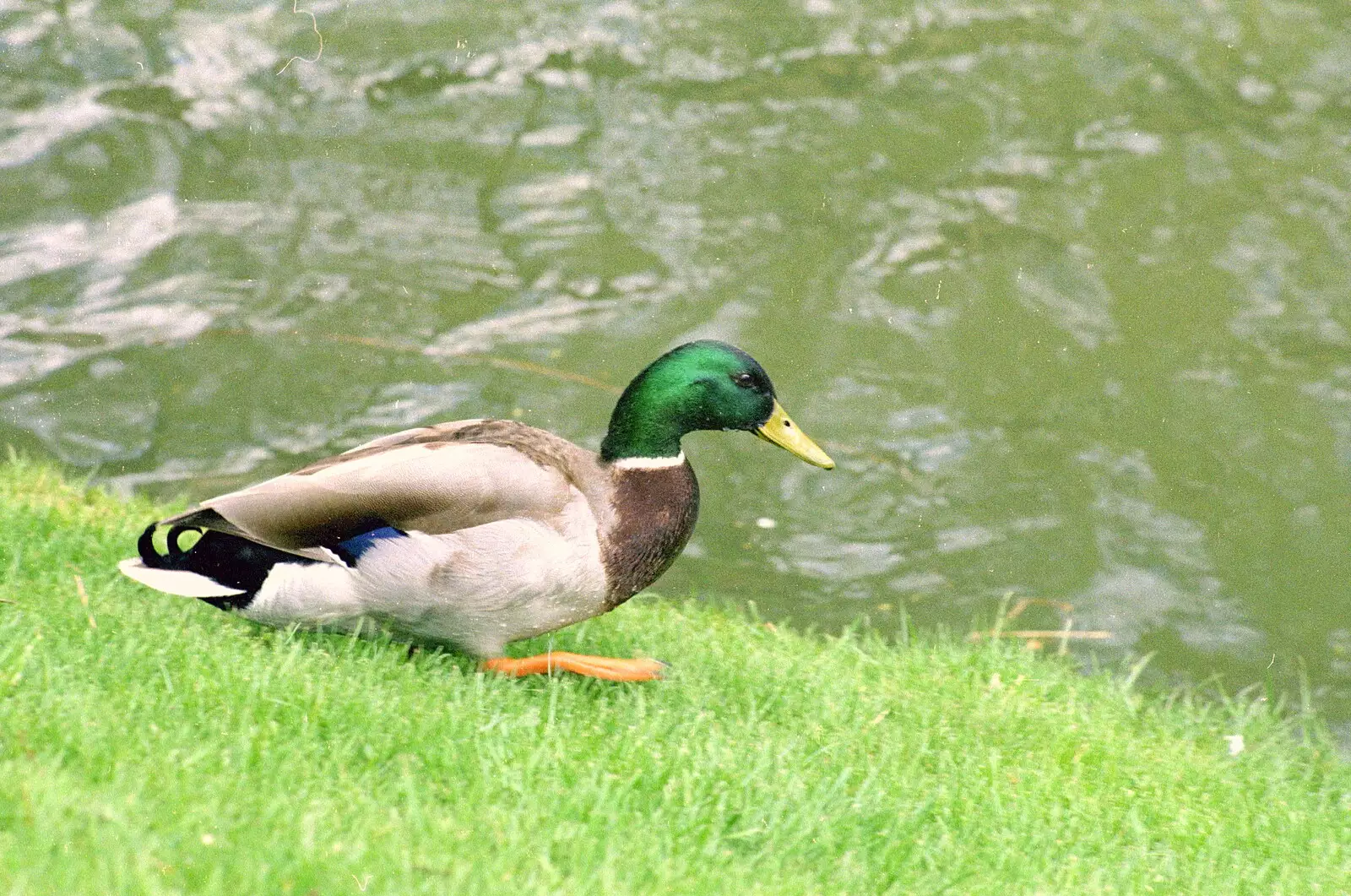 A duck on the banks of the Cam, from A Trip to Trinity College, Cambridge - 23rd March 1986