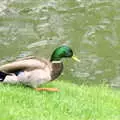 A duck on the banks of the Cam, A Trip to Trinity College, Cambridge - 23rd March 1986